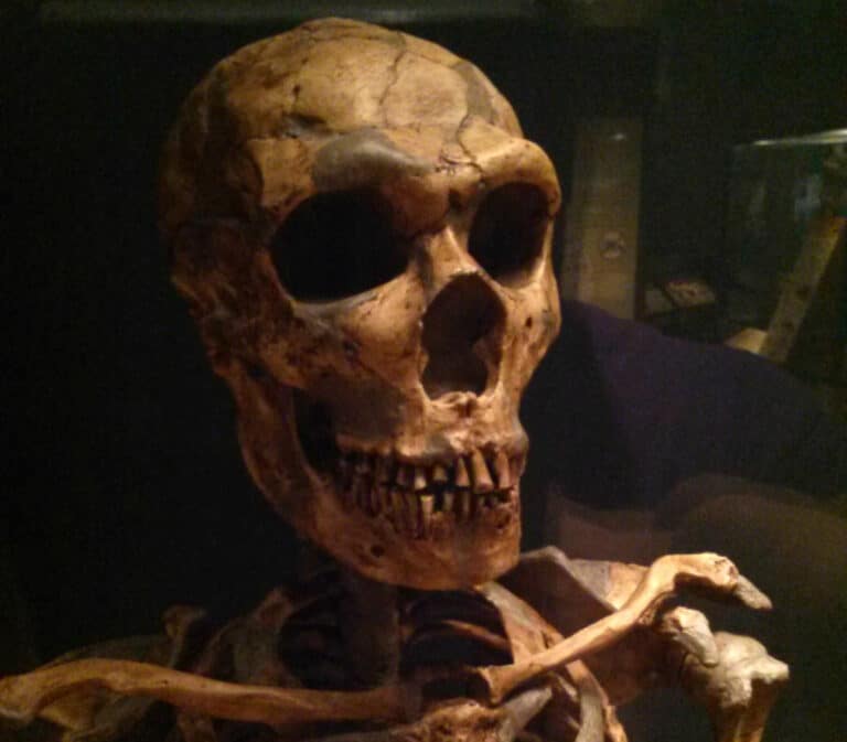 Esqueleto de neandertal