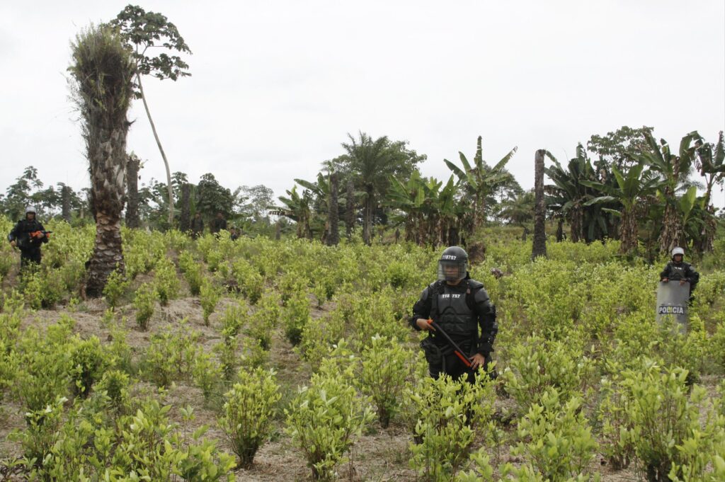 Campo de coca en Colombia. Foto: Observatorio de Drogas en Colombia