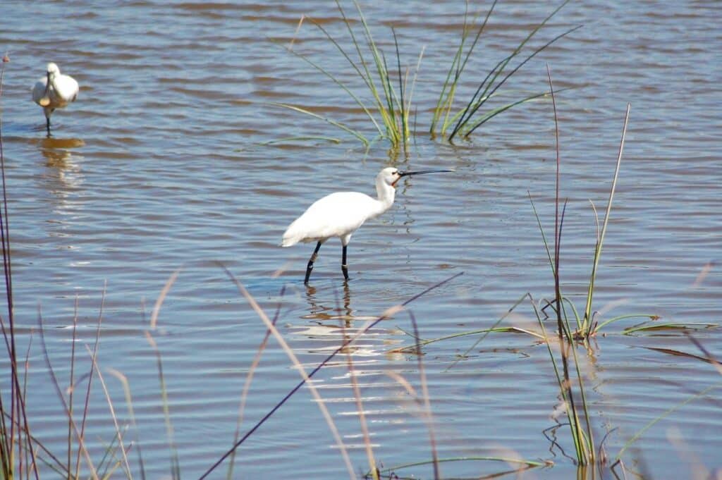 Doñana, entre dos aguas