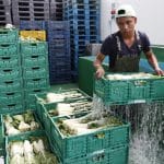 Trabajador inmigrante en un mercado español. Foto: Europa Press, cedida por la Unión de Pequeños Agricultores y Ganaderos (UPA).