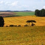 Campo de soja en Guarapuava (Brasil). Foto: Deyvid Aleksandr Raffo Setti y Eloy Olindo Setti / Wikimedia